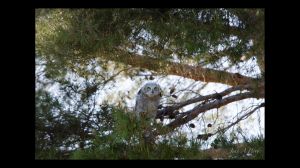 Fledging at 6 Weeks-I am Ready Mom